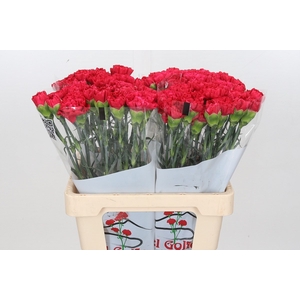 Dianthus St Bizet