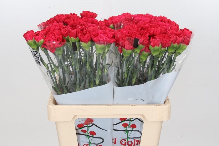 <h4>Dianthus St Bizet</h4>