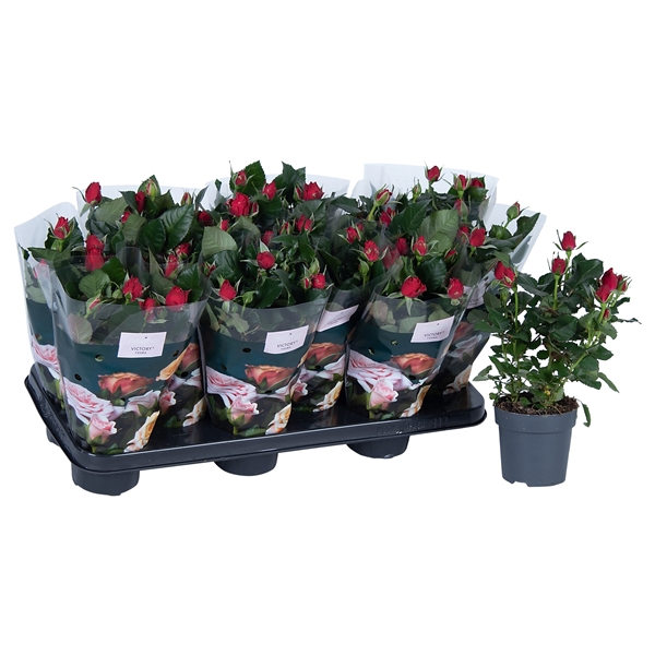 <h4>Nolina Roses Ø 10.5 cm Red st. 0-1</h4>
