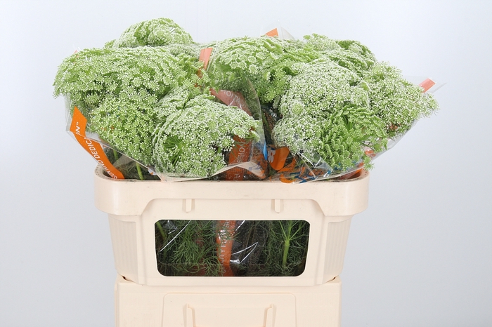 <h4>Ammi visnaga</h4>