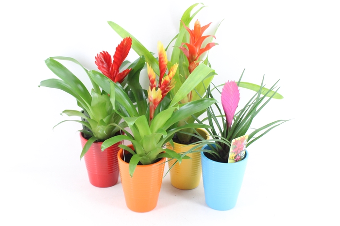 <h4>arr3 ZS - Bromelia streepot mix</h4>
