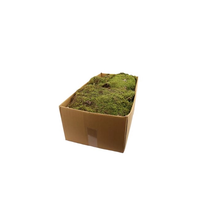 <h4>Basic Flat Moss 2kg</h4>