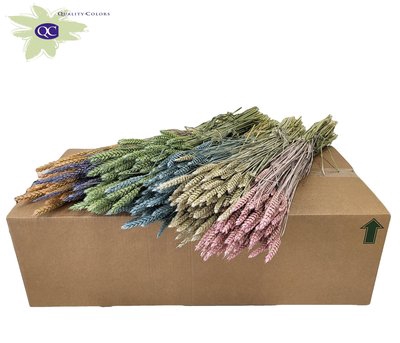 <h4>Triticum per bunch mixed colors frosted</h4>