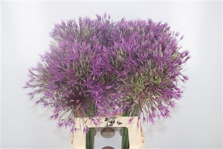 <h4>Allium Purple Rain</h4>