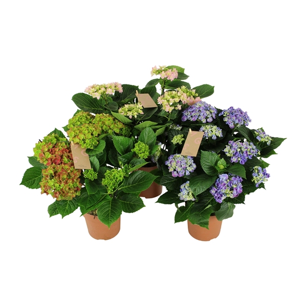 <h4>Hydrangea special mix 5/6 flowers</h4>