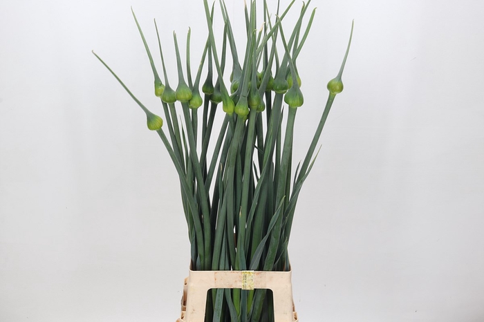 <h4>Allium Kenton</h4>