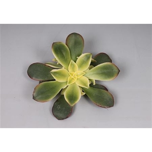 Aeonium kiwi cutflower