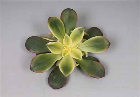 <h4>Aeonium kiwi cutflower</h4>