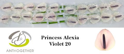 <h4>Anthurium princess alexia violet</h4>
