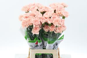 <h4>Dianthus st peach novia</h4>