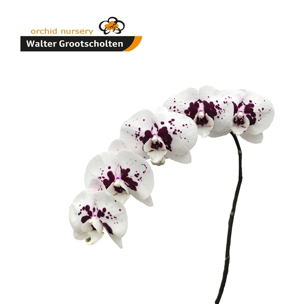 <h4>Phalaenopsis chian xen panda wine drops (per stem)</h4>