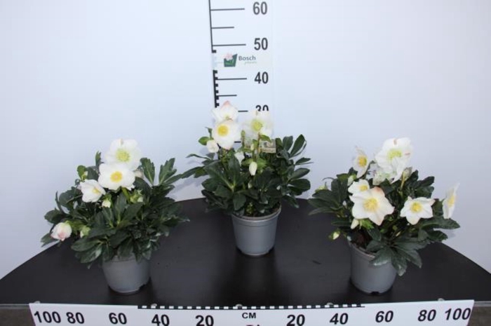 <h4>Helleborus niger Silverline</h4>