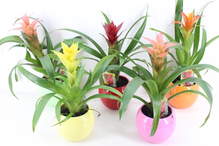 <h4>arr3 ZS - Guzmania bolpot mix</h4>