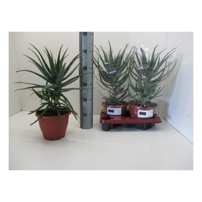 <h4>Aloe Arborescens (Cites) 20Ø 52cm</h4>