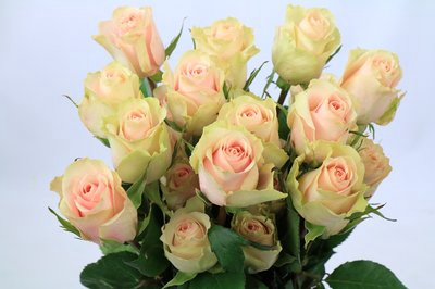 <h4>Rosa ec frutetto</h4>