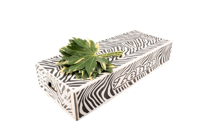<h4>Aralia Variegated Small Rebus</h4>