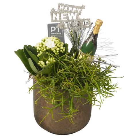 <h4>PTHN7244 Arrangementen kamerplanten</h4>