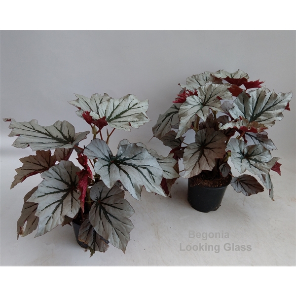<h4>Begonia Looking Glass 14cm</h4>