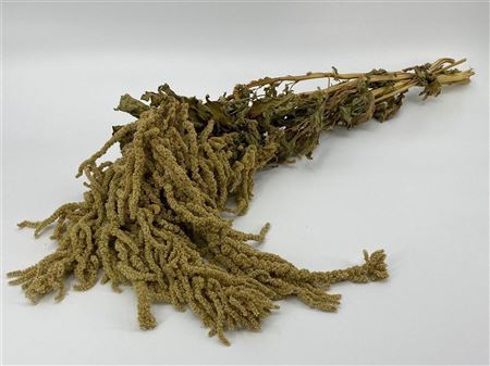 <h4>Dried Amaranthus Caud. Green Bunch</h4>