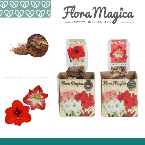 <h4>Hippeastrum 30/34 Mix in Bulb Box</h4>