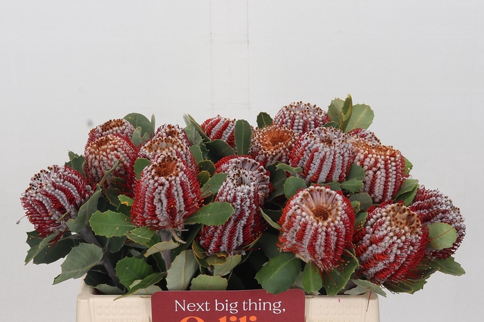 <h4>Banksia coccinea</h4>