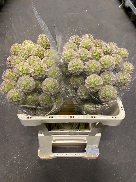 <h4>Scabiosa stellata seed pod</h4>