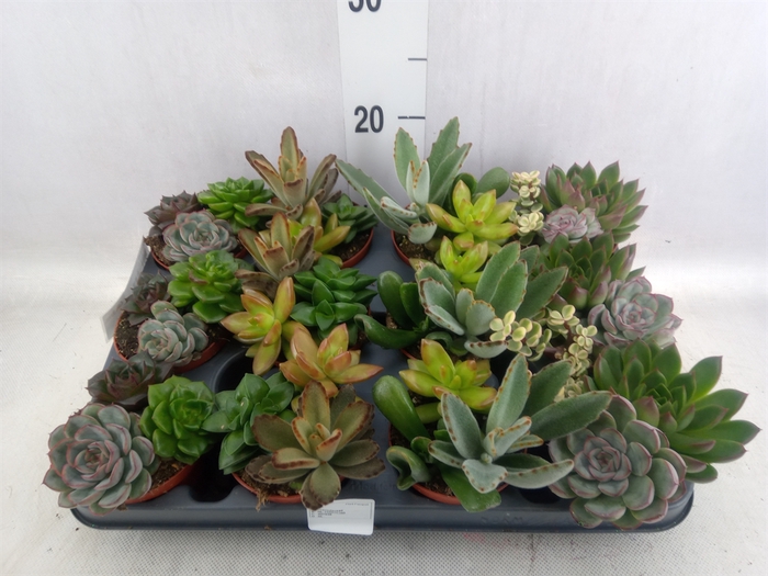 <h4>Succulents   ...</h4>