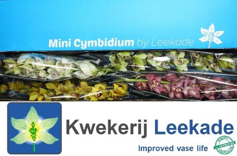 <h4>Minicymbidium mix</h4>