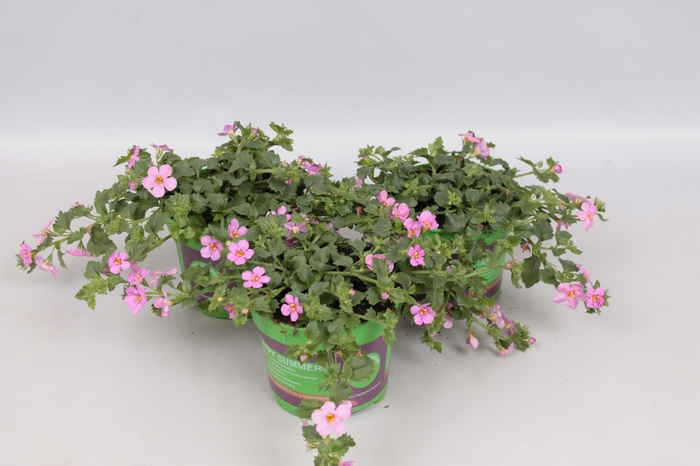 <h4>Bacopa Scopia Great Pink Beauty</h4>