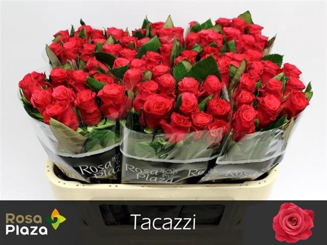 <h4>R GR TACAZZI+</h4>