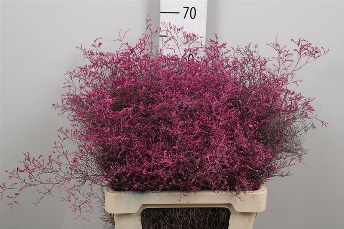 <h4>Lim Beltlaard Fuchsia</h4>