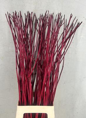 <h4>Cornus Alba Sibirica Rood</h4>
