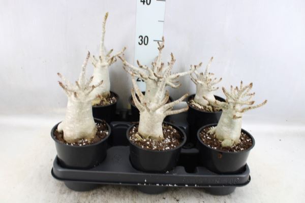 <h4>Adenium NB 'Ansu Baobab'</h4>