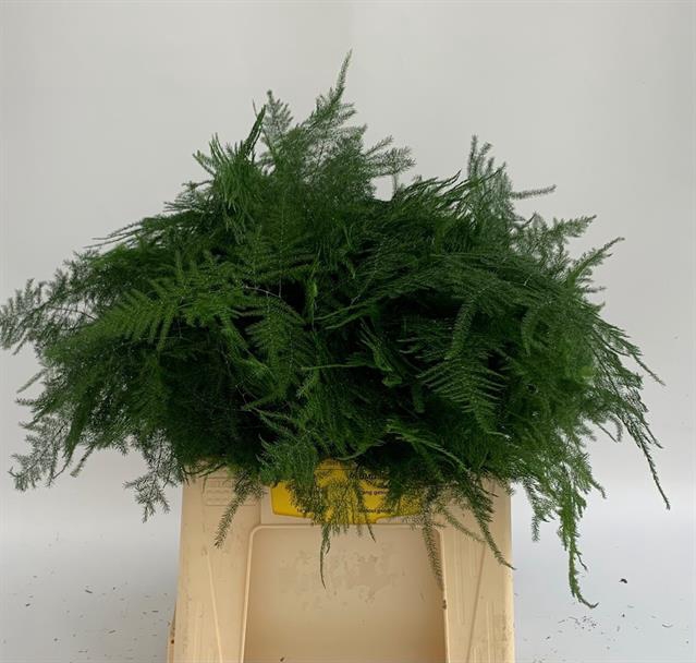 <h4>ASPARAGUS SETACEUS 1e Veren</h4>