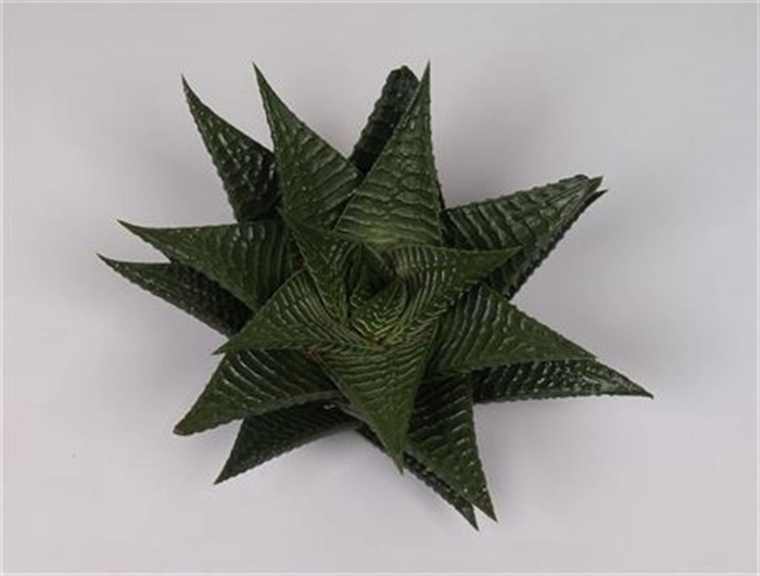 <h4>Haworthia limifolia cutflower wincx-8cm</h4>