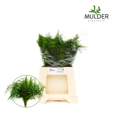 <h4>Leaf asparagus mixbunch</h4>