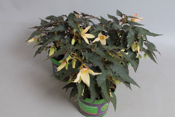 <h4>Begonia hang Yellow</h4>