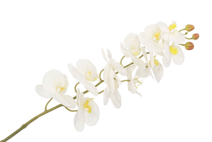 <h4>Silk Orchidee Xl White 73cm</h4>
