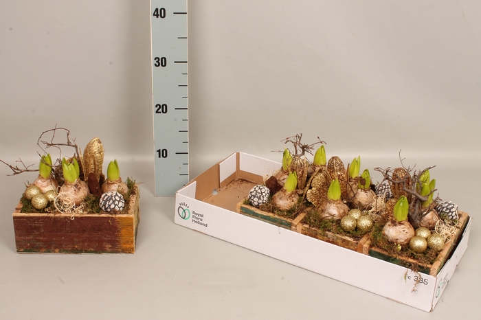 <h4>Arrangement Hyacint Houten kist met kerstbal en dennenappels</h4>