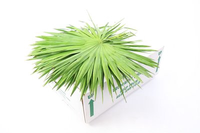 <h4>Leaf palm</h4>