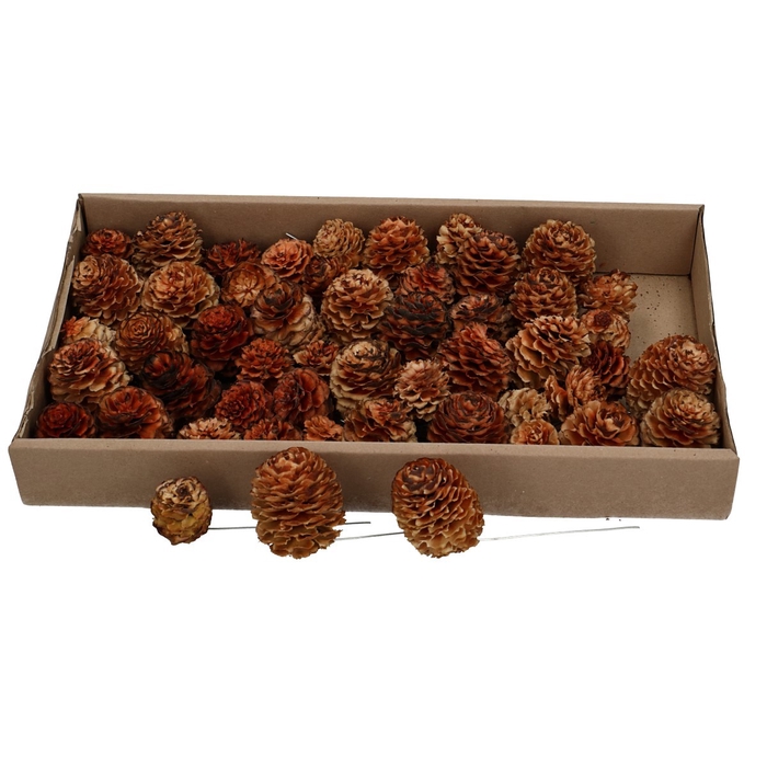 <h4>All Saints Glabrum/wire x50</h4>
