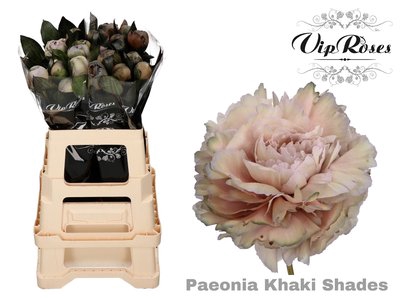 <h4>Paeonia paint khaki shades</h4>