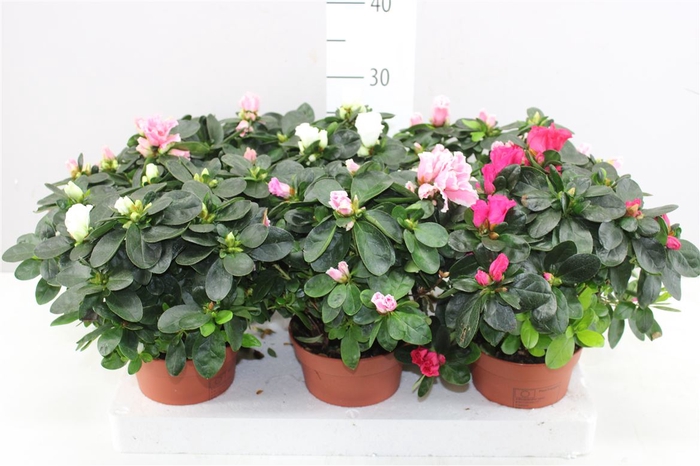 <h4>Rhododendron Si Gemengd</h4>
