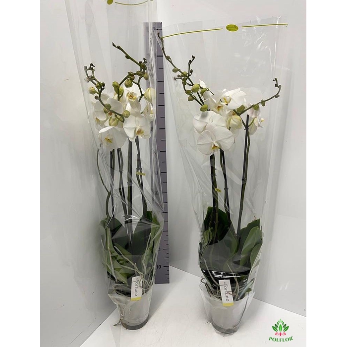 <h4>Phalaenopsis Fortuno Alto 17Ø 110cm 4st 24fl</h4>