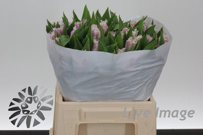 <h4>Tulipa fr oviedo</h4>