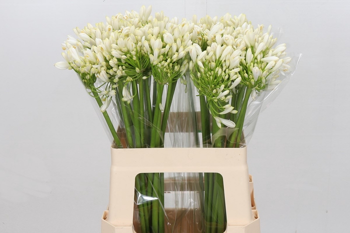 <h4>Agapanthus White Heaven</h4>