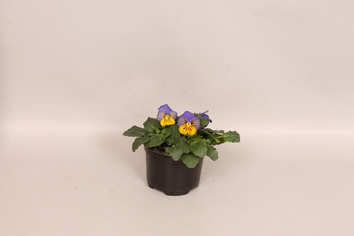 <h4>Viola cornuta F1 Morpho</h4>