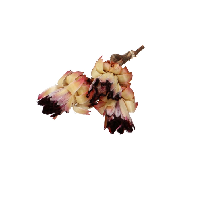 <h4>Droogdeco Nerifolia 25-30cm x3</h4>