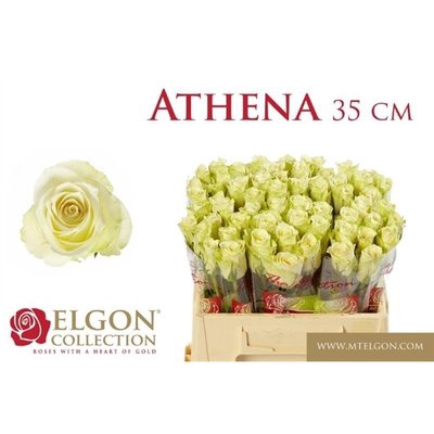 <h4>Rosa la athena</h4>