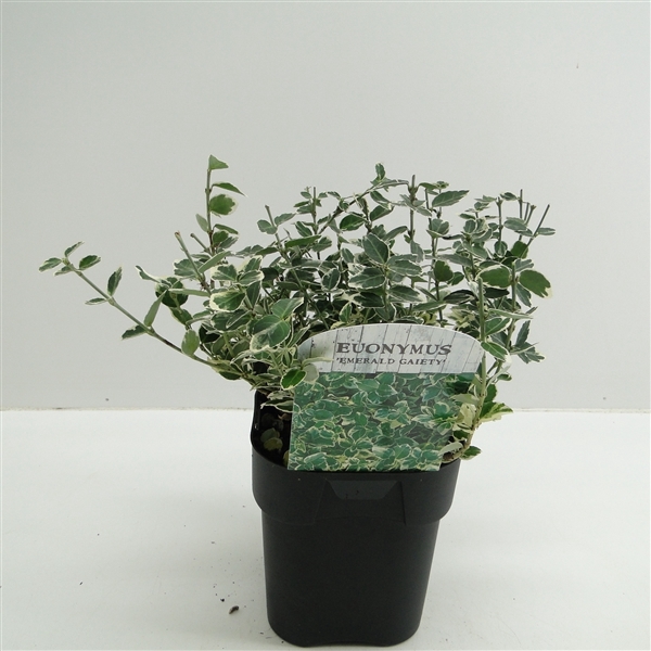 <h4>Euonymus fort. Emerald Gaiety</h4>